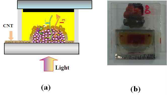 (a) 후면 전극 이용한 DSSSC 소자의 측면, (b) metallic SWCNT를 후면전극으로 사용한 DSSC 소자 사진