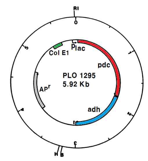 PET plasmid