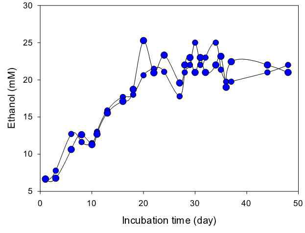 공배양 한 경우 에탄올 생성