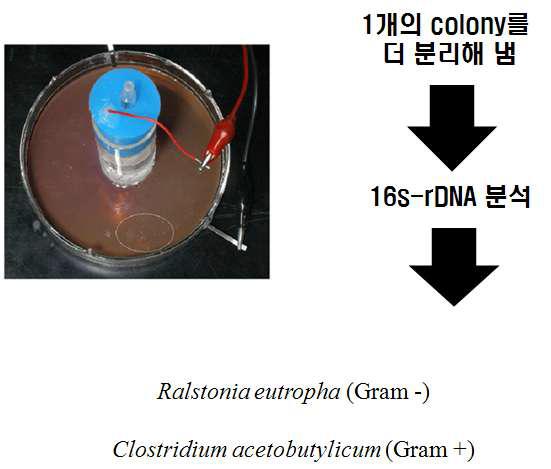 이산화탄소 고정화 균주의 분리