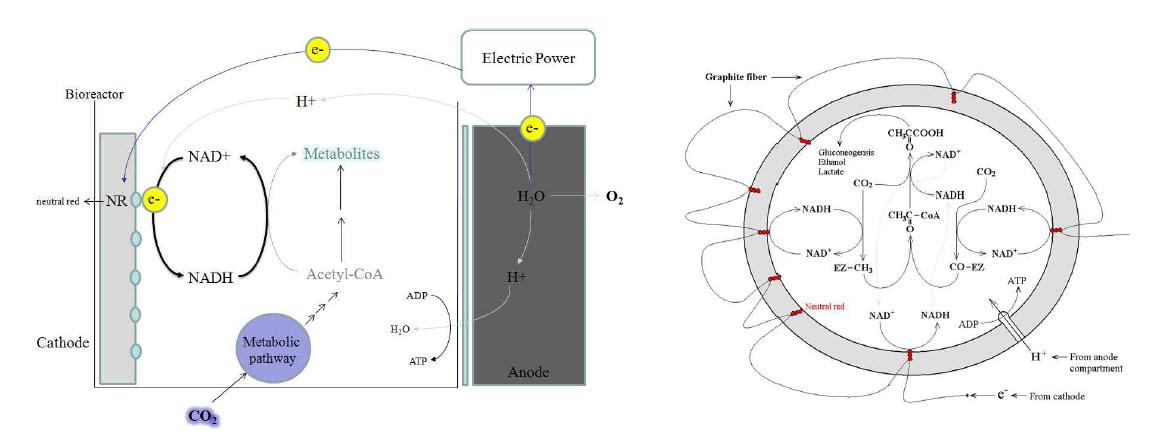 전기화학 반응기 내에서의 전자흐름 및 환원력 recycling