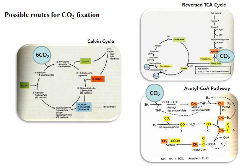이산화탄소 동화 과정