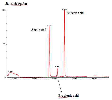 GC mass chromatogram