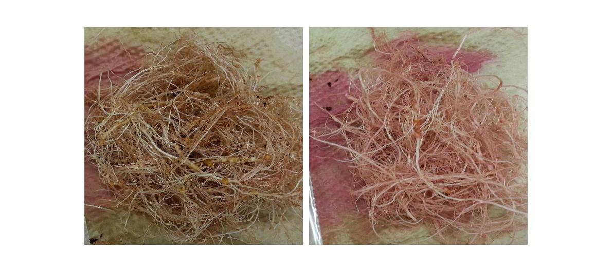 0.0015%의 Phloxine B 용액으로 염색한 상추 뿌리 사진