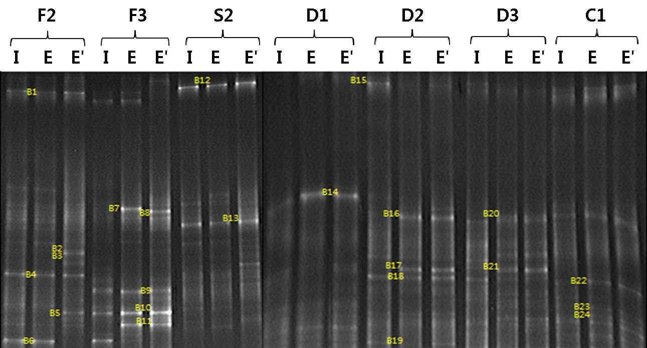 16S rRNA 유전자 프라이머를 이용한 박테리아 DGGE 프로파일