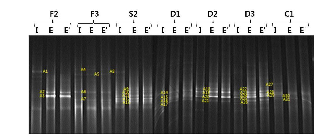 16S rRNA 유전자 프라이머를 이용한 메탄생성균 DGGE 프로파일