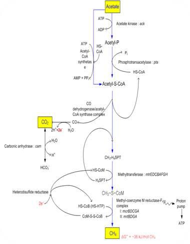 M. thermophila의 acetate metabolic pathway map