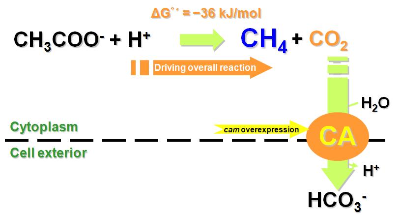 Carbonic anhydrase의 활성 모식도