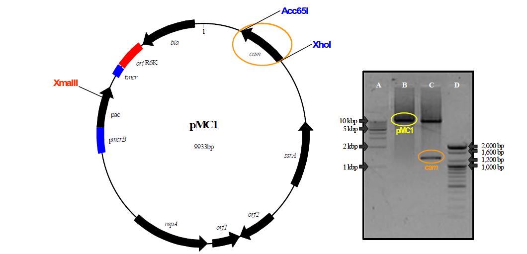 cam을 도입한 재조합 플라스미드 pMC1과 제한효소 단편 분석 결과