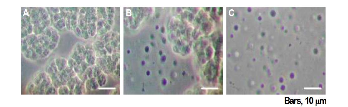 M. thermophila TM-1 culture의 위상차 현미경 관찰 결과. (A) 응집된 군락 구조, (B) 중간 상태, (C) 단세포 구조