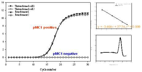 QPCR을 이용한 재조합 균주에서의 pMC1 검출