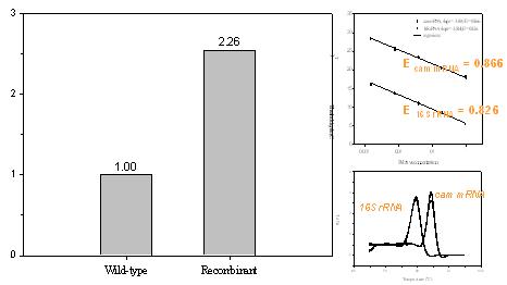 RT-QPCR을 이용한 재조합 균주에서의 cam 과량 발현 확인