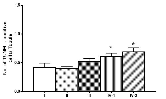 고환 생식세포에서 apoptosis세포의 통계 분석. IV-1과 IV-2 group에서 유의하게 apoptosis가 증가함을 보였다(각 군당 n=10, 마리당 100 tubule의 평균생성수를 각 군별로 평균 및 SE를 구함).