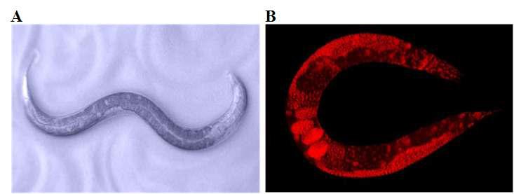 예쁜꼬마선충의 성체(A, 자웅동체)와 성체의 세포 핵(B, x100배, 로다민으로 염색)