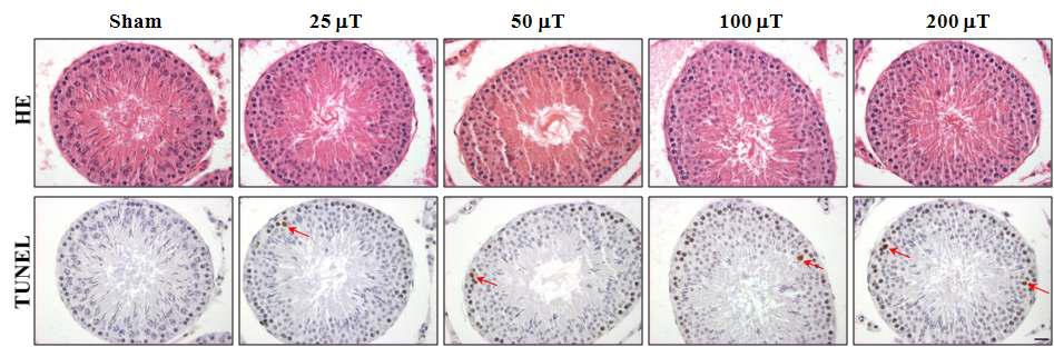 쥐 고환 생식세포의 H&E와 TUNEL염색 결과. Apoptosis가 50, 100 및 200 μT군에서 많이 관찰되었다. 화살표는 apoptosis 발생한 세포다. x400.