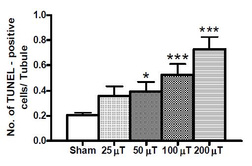 고환 생식세포에서 apoptosis세포의 통계 분석. 50, 100 및 200 μT군에서 유의하게 apoptosis가 증가함을 보였다(각 군당 n=10, 마리당 100 tubule의 평균생성수 를 각 군별로 평균 및 SE를 구함). *P<0.05, ***P<0.001(Sham과 비교)