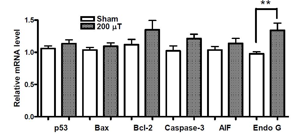 Apoptosis 관련 유전자 발현. 200 μT 노출군에서 Endo G 유전자의 발현이 유의하게 증가하였다(대조군 n=13, 노출군 n=12). **P<0.01(Sham과 비교)