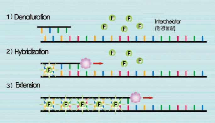 Interchelating(SYBR Green I)의 원리.