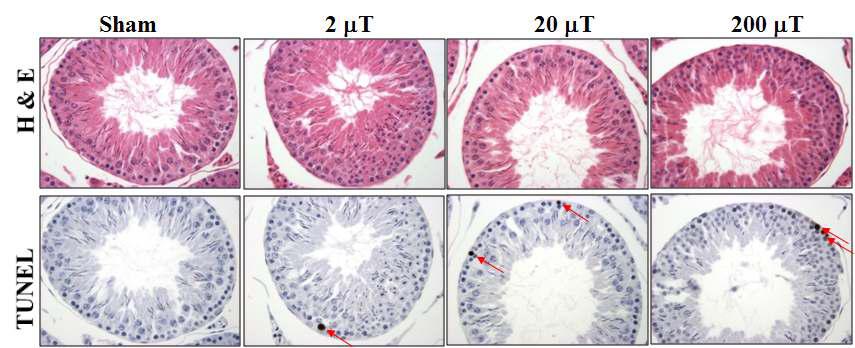 쥐 고환 생식세포의 H&E와 TUNEL염색 결과. Apoptosis가 200 μT군에서 많이 관찰되었다. 화살표는 apoptosis 발생한 세포다. x400.