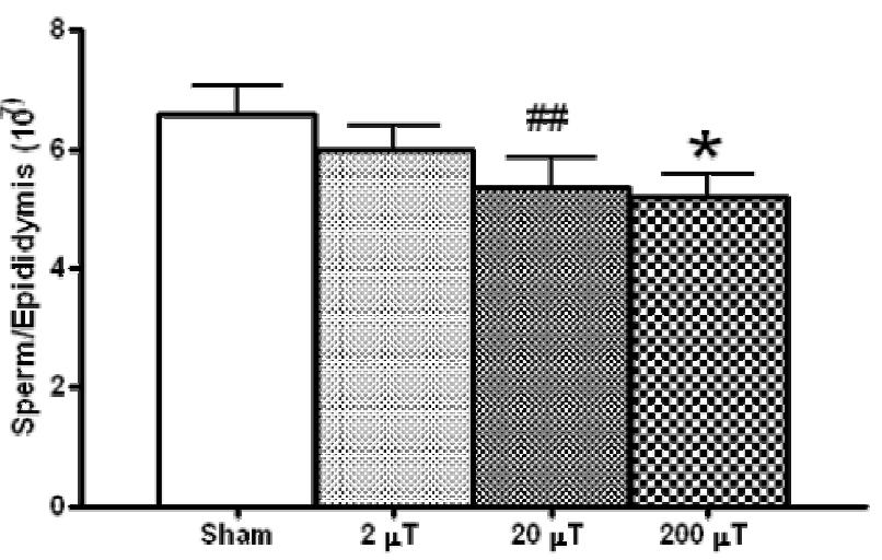 자기장 노출 후 쥐 부고환의 정자수. 200 μT군에서 유의하게 정자수가 감소함을 보였다