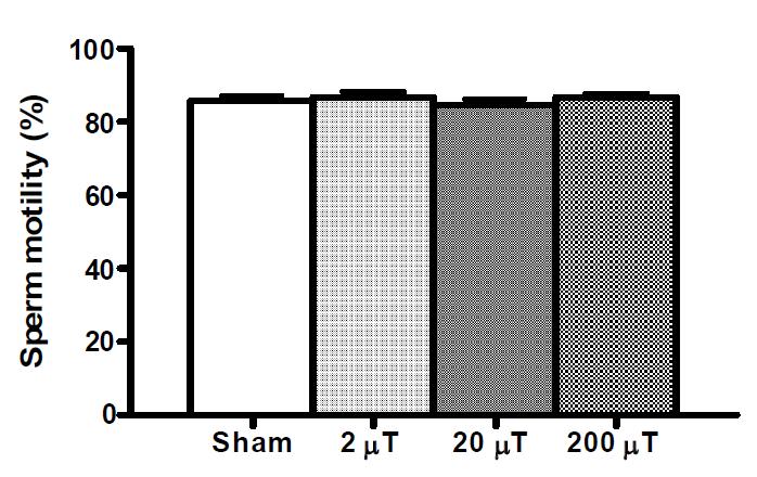 자기장 노출 후 쥐의 정자운동성. 정자운동성은 유의한 차이가 없었다