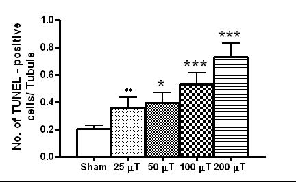 고환 생식세포에서 apoptosis세포의 통계 분석. 50, 100 및 200 μT군에서 유의하게 apoptosis가 증가함을 보였다