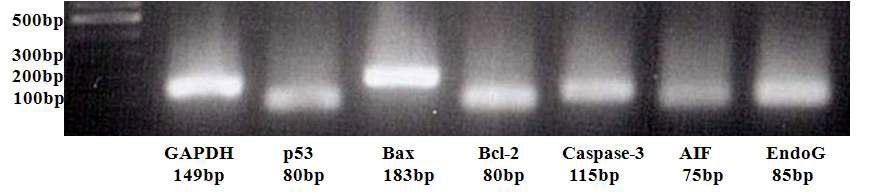 Apoptosis 관련 유전자 길이. Real-time PCR이 끝나고 각 유전자의 크기를 agarose gel에서 확인하였다. QuantiTect Primer Assay(Qiagen, Germany)에서 제작한 primer의 유전자 길이와 같음을 확인하였다. 각 유전자의 길이는 GAPDH(149 bp), p53(80 bp), Bax(183 bp), bcl-2(80 bp), caspase-3(115 bp), AIF(apoptosis-inducing factor: 75 bp) 그리고 Endo G(endonuclease G: 85 bp)이다.