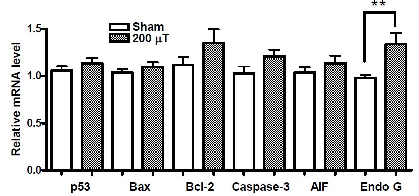 Apoptosis 관련 유전자 발현. 200 μT 노출군에서 Endo G 유전자의 발현이 유의하게 증가하였다