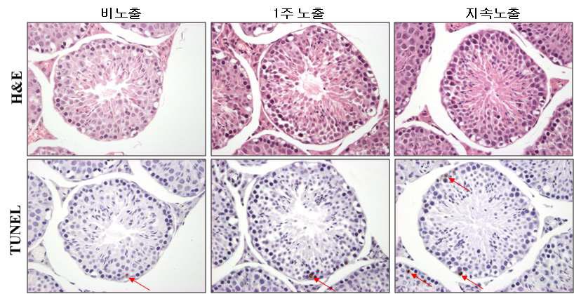 생쥐 고환 생식세포의 H&E와 TUNEL염색 결과. Apoptosis가 노출군에서 많이 관찰되었다. 화살표는 apoptosis 발생한 세포다. x400.