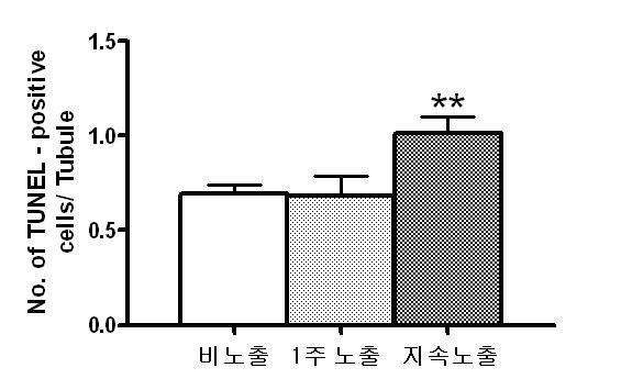 고환 생식세포에서 apoptosis세포의 통계 분석. 지속노출군에서 유의하게 apoptosis가 증가함을 보였다(각 군당 n=10, 마리당 100 tubule의 평균생성수를 각 군별로 평균 및 SE를 구함).