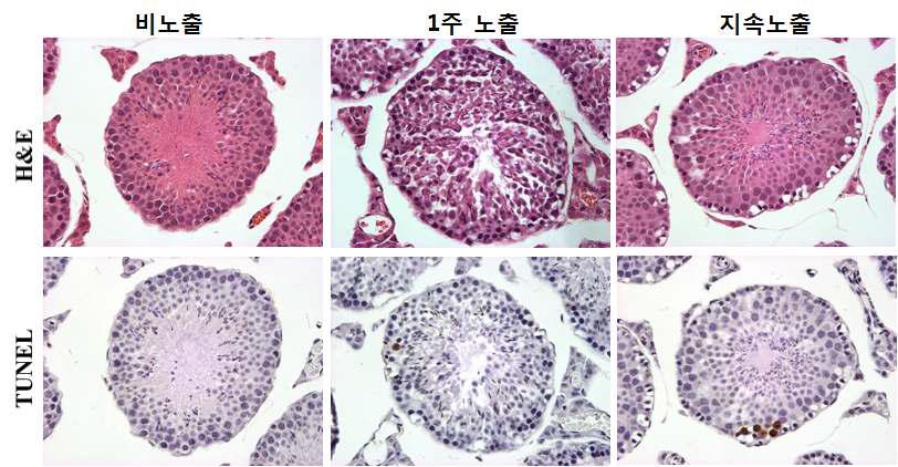 생쥐 고환 생식세포의 H&E와 TUNEL염색 결과. Apoptosis가 노출군에서 많이 관찰되었다. 화살표는 apoptosis 발생한 세포다. x400.