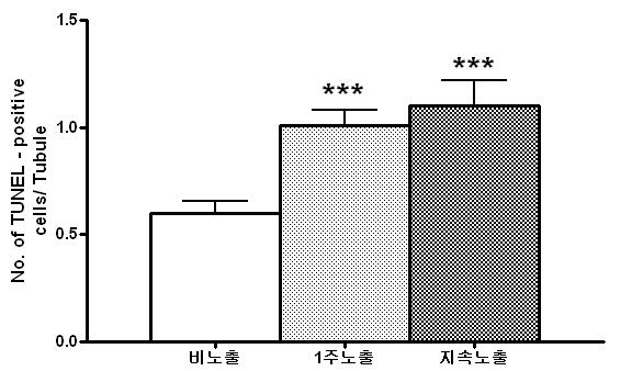 고환 생식세포에서 apoptosis세포의 통계 분석. 지속노출군에서 통계적으로 유의하게 apoptosis가 증가함을 보였다(각 군당 n=10, 마리당 100tubule의 평균생성수를 각 군별로 평균 및 SE를 구함).