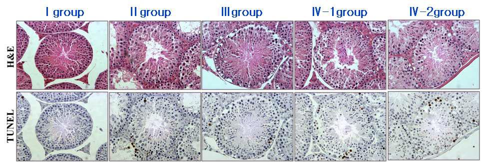 생쥐 고환 생식세포의 H&E와 TUNEL염색 결과. Apoptosis가 노출군에서 많이 관찰되었다