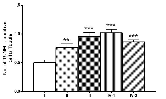 고환 생식세포에서 apoptosis세포의 통계 분석. 모든 노출군에서 유의하게 apoptosis가 증가함을 보였다(각 군당 n=10, 마리당 100tubule의 평균생성수를 각 군별로 평균 및 SE를 구함).