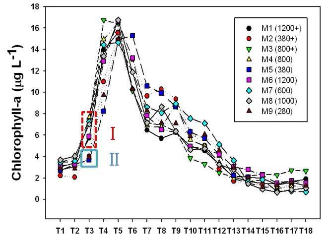 실험 기간 동안 각 실험구별 엽록소-a 농도 변화.