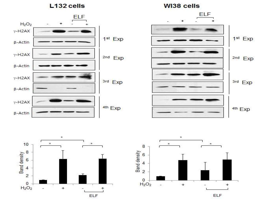 2개의 세포주를 대상으로 H2O2 및 ELF 2mT 병용처리한 6시간후의 gamma H2AX의 발현을 Western blotting으로 확인한 결과 (위), (아래) 그래프는 5회 실험에 대한 Mean∓SD