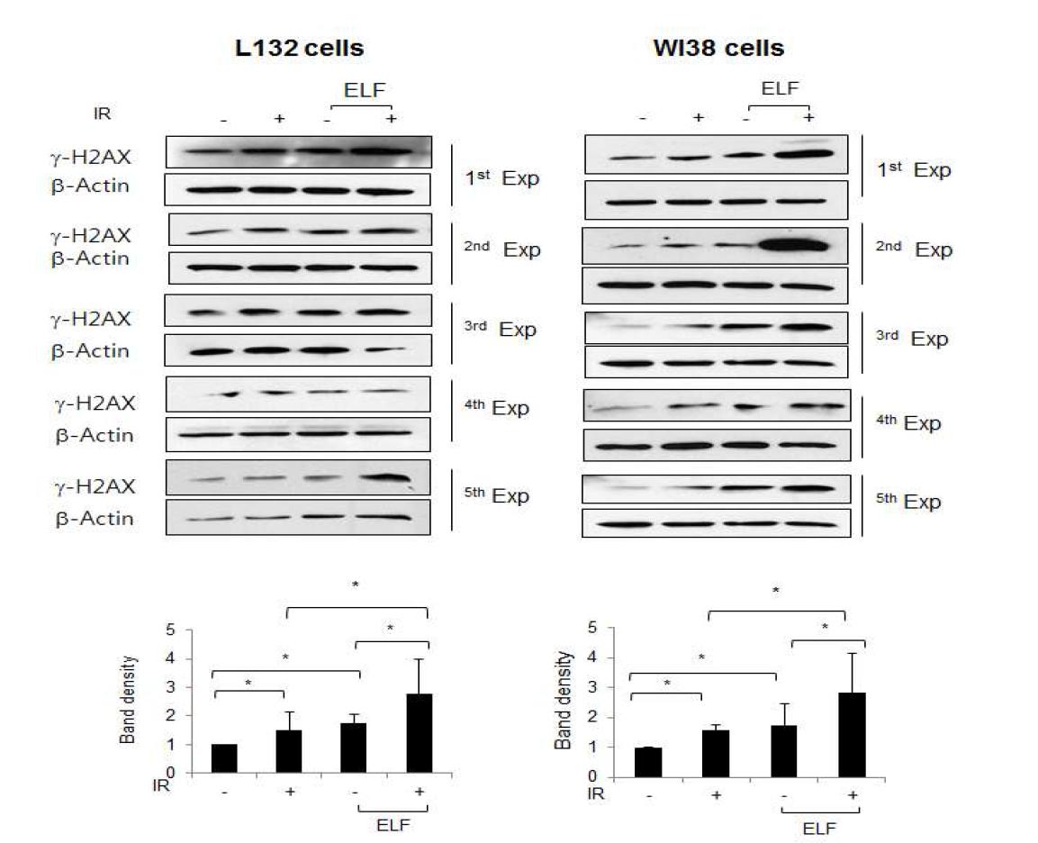 2개의 세포주를 대상으로 방사선 및 ELF 2mT 병용처리한 6시간후의 gamma H2AX의 발현을 Western blotting으로 확인한 결과 (위), (아래) 그래프는 5회 실험에 대한 Mean∓SD