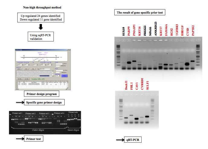 선별된 유전자의 특이적 primer를 이용해 RT-PCR 가능 여부를 확인한 실험 결과