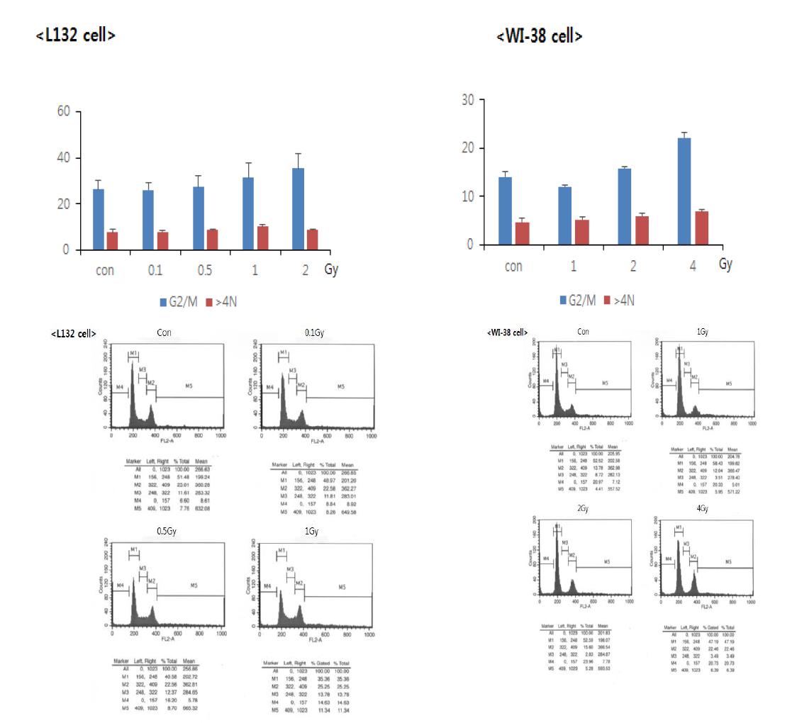 방사선에 의한 다핵형성 및 G/M 세포수, L132세포 및 WI38 세포주에서 다양한 방사선 용량을 조사한 후 L132세포의 경우 6시간 후, WI38세 포의 경우 12시간에서 다핵형성 및 G2/M phase를 확인한 결과, (위) 그래프는 5 회 실험에 대한 Mean∓SD (아래) 대표적인 FACS 분석 데이터