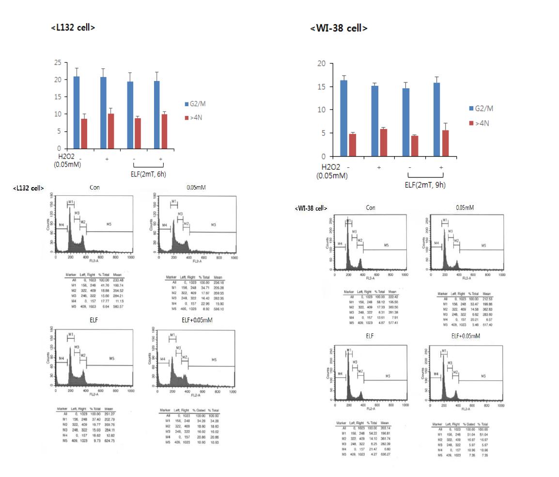 2개의 세포주를 대상으로 H2O2 및 ELF 2 mT 병용처리 한 6시간 (L132 세포) 또는 9시간 (WI38 세포)의 다핵형성능을 FACS로 확인한 결과, (위) 그래프는 5 회 실험에 대한 Mean∓SD (아래) 대표적인 FACS 분석 데이타