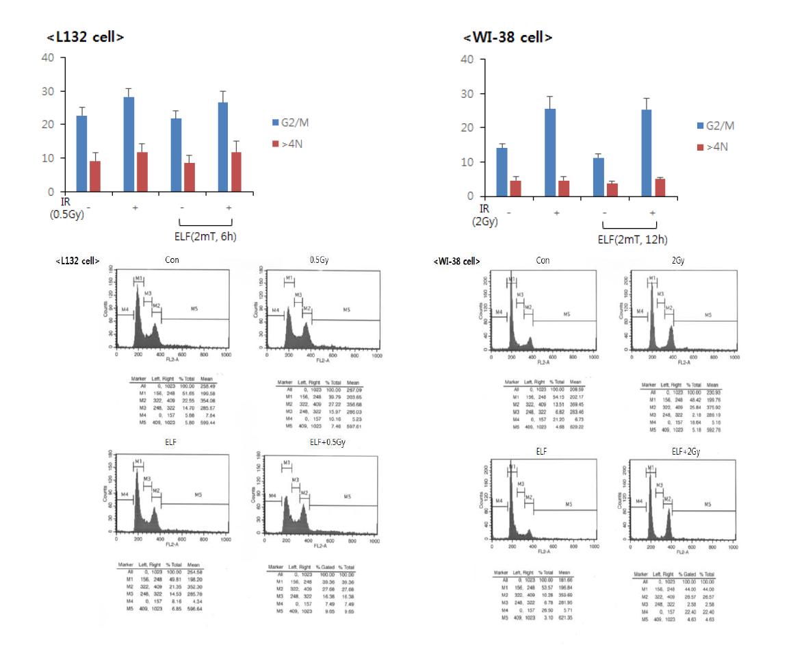 2개의 세포주를 대상으로 방사선 및 ELF 2 mT 병용처리 한 6시간 (L132 세포) 또는 12시간 (WI38 세포)의 다핵형성능을 FACS로 확인한 결과, (위) 그래프는 5 회 실험에 대한 Mean∓SD (아래) 대표적인 FACS 분석 데이타