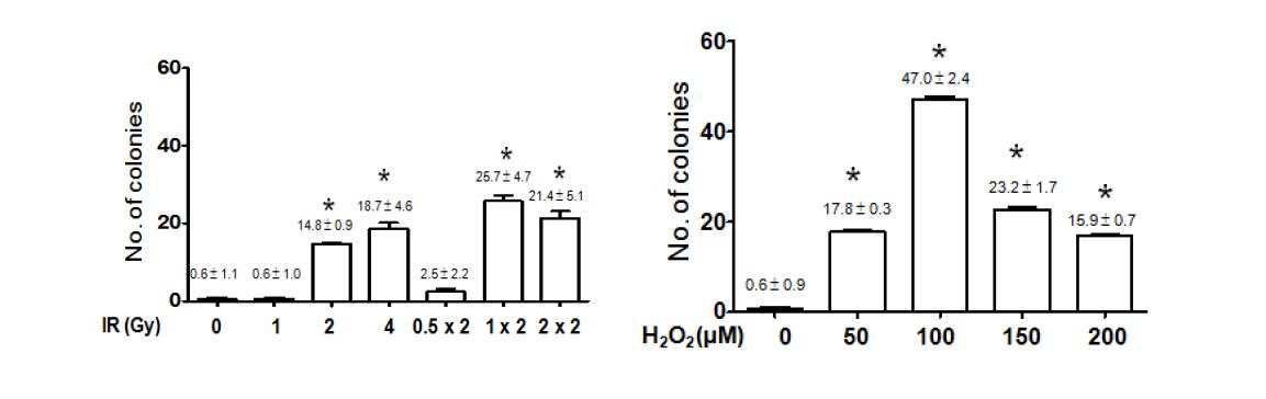 방사선 또는 H2O2 단독처리 한 NIH3T3 세포의 Transformation 활성능 분석 결과