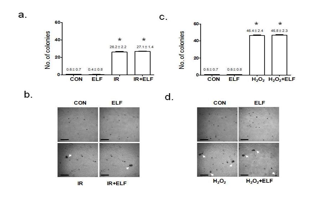 방사선 또는 H2O2 및 ELF 병용처리한 NIH3T3 세포의 Transformation 활성능 분석결과