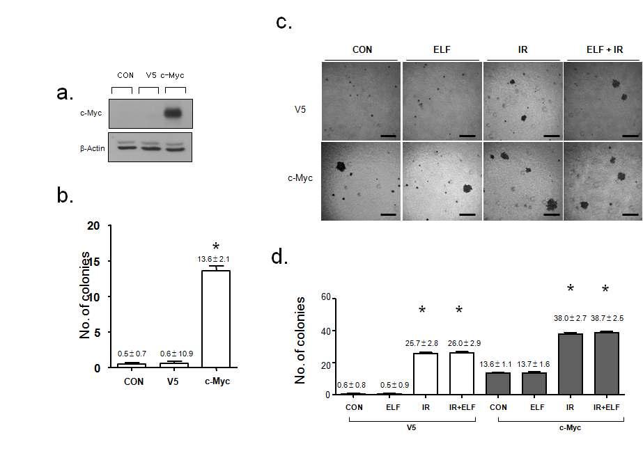 c-Myc 발암유전자 과발현세포에서의 ELF 노출에 의한 Transformation 활성능 분석결과