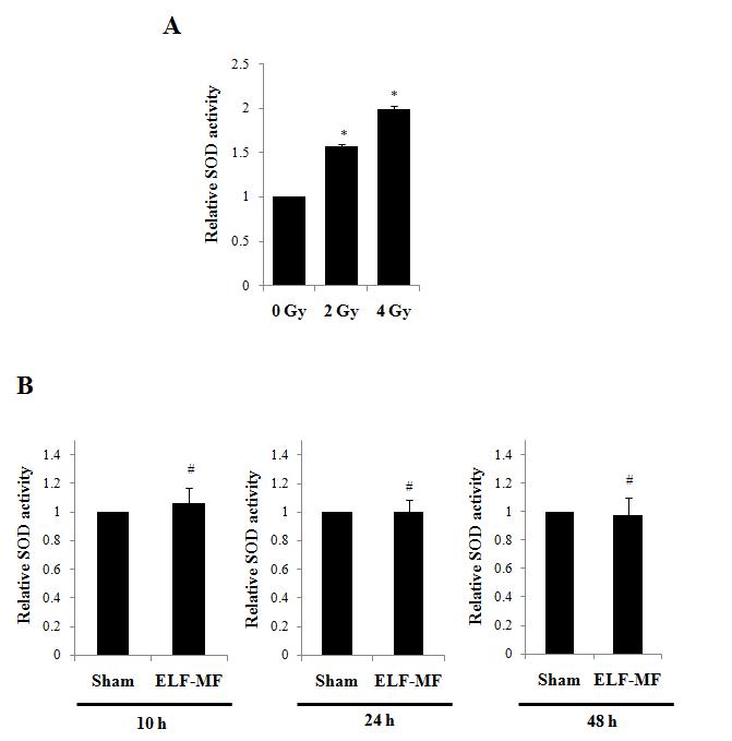 MCF10A 세포주에 방사선(A)과 ELF 전자기장(B)을 노출하고 항산화 효소인 SOD의 활성을 분석한 결과