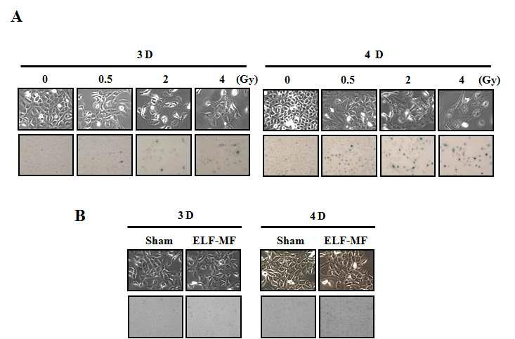 MCF10A 세포주에 방사선(A)과 ELF 전자기장(B)을 노출하고 베타갈락토시디아제를 염색한 결과