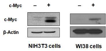 c-Myc overexpression in NIH3T3 cells and WI-38 cells. After transfection of control or c-Myc expression vector, immunoblotting of c-Myc protein was performed in NIH3T3 and WI-38 cells.