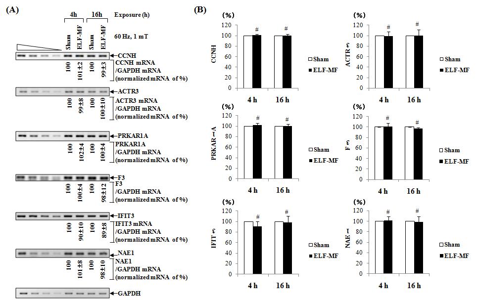 Non-high throughput 분석방법인 RT-PCR 방법을 이용해 전자계 반응 가능성 유전자군의 검증결과