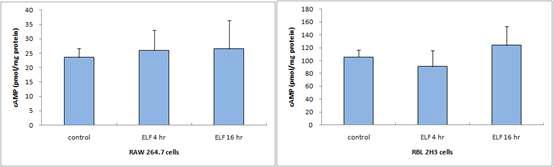 Raw 264.7 세포와 RBL 2H3 세포에서 cAMP의 변화