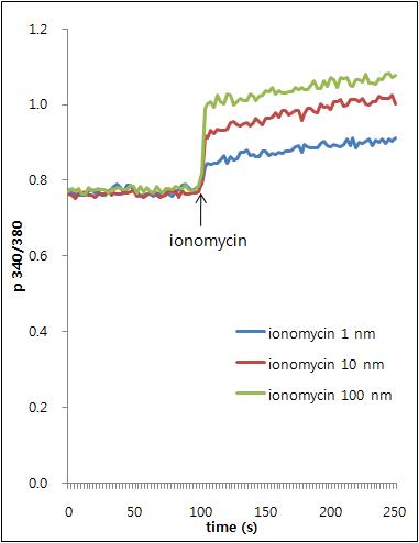 RBL 2H3 세포에서 ionomycin 농도에 따른 Ca2+이동